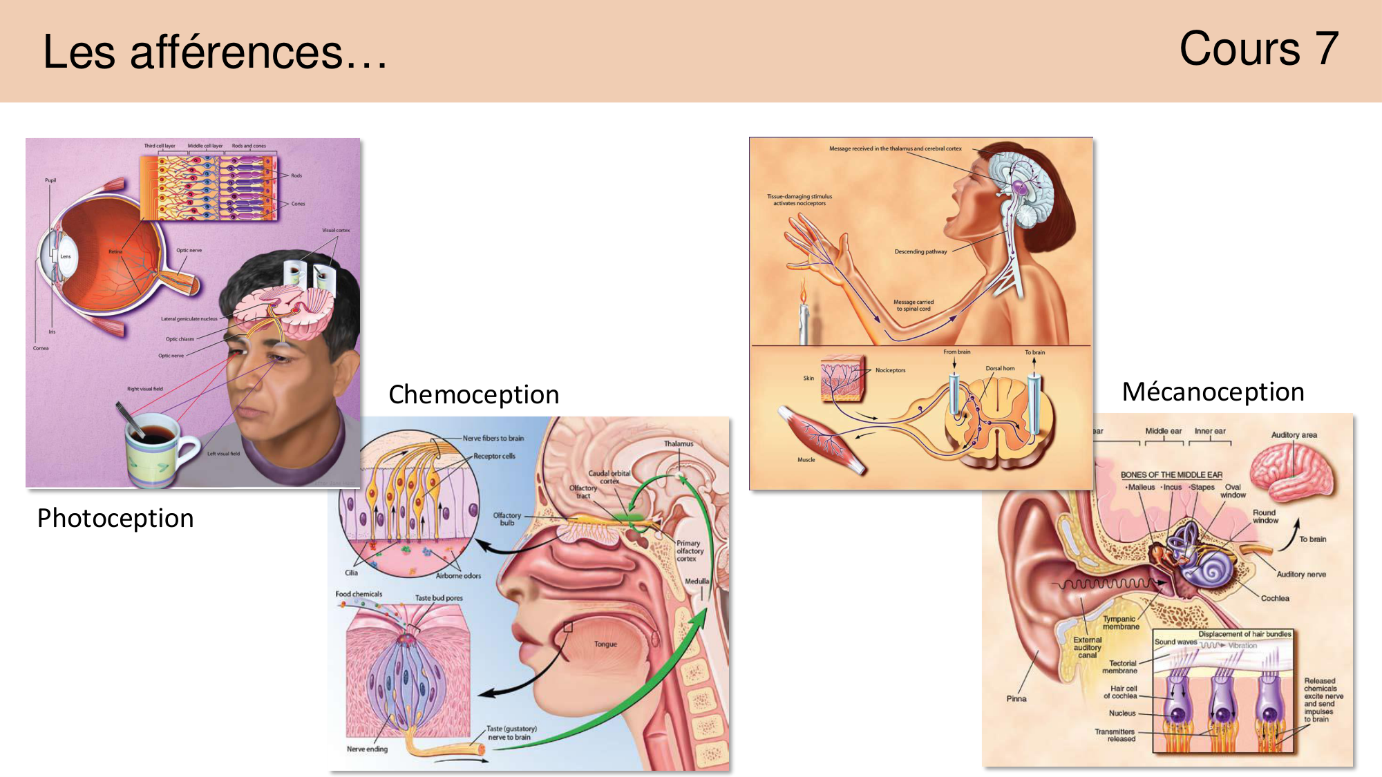 Tissu nerveux I page 10