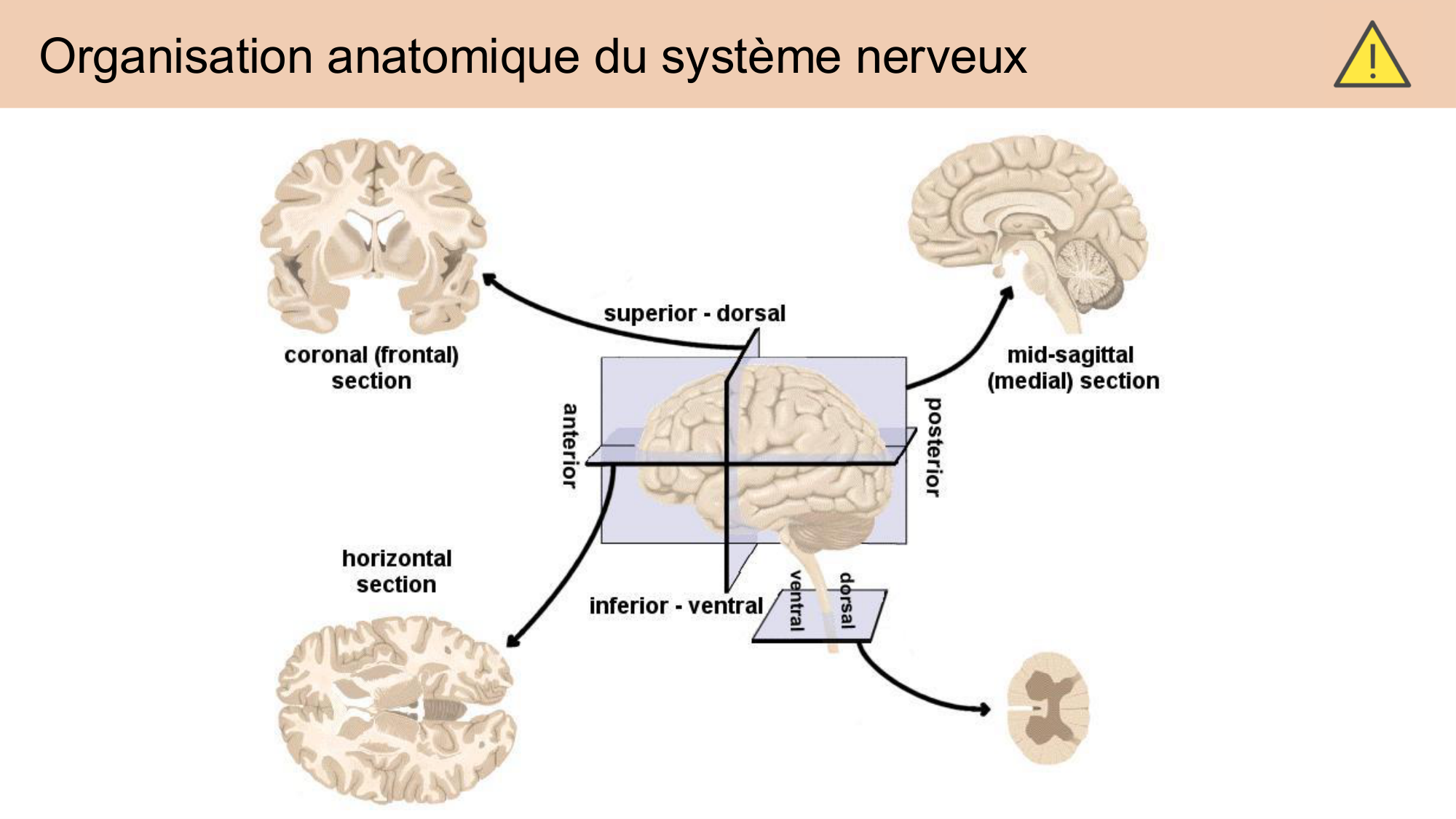Tissu nerveux I page 13