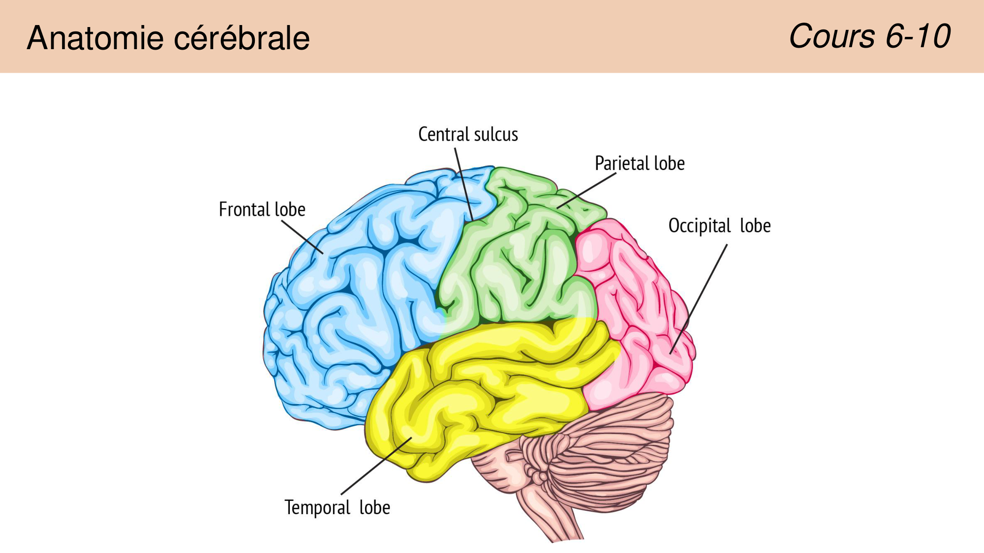 Tissu nerveux I page 14