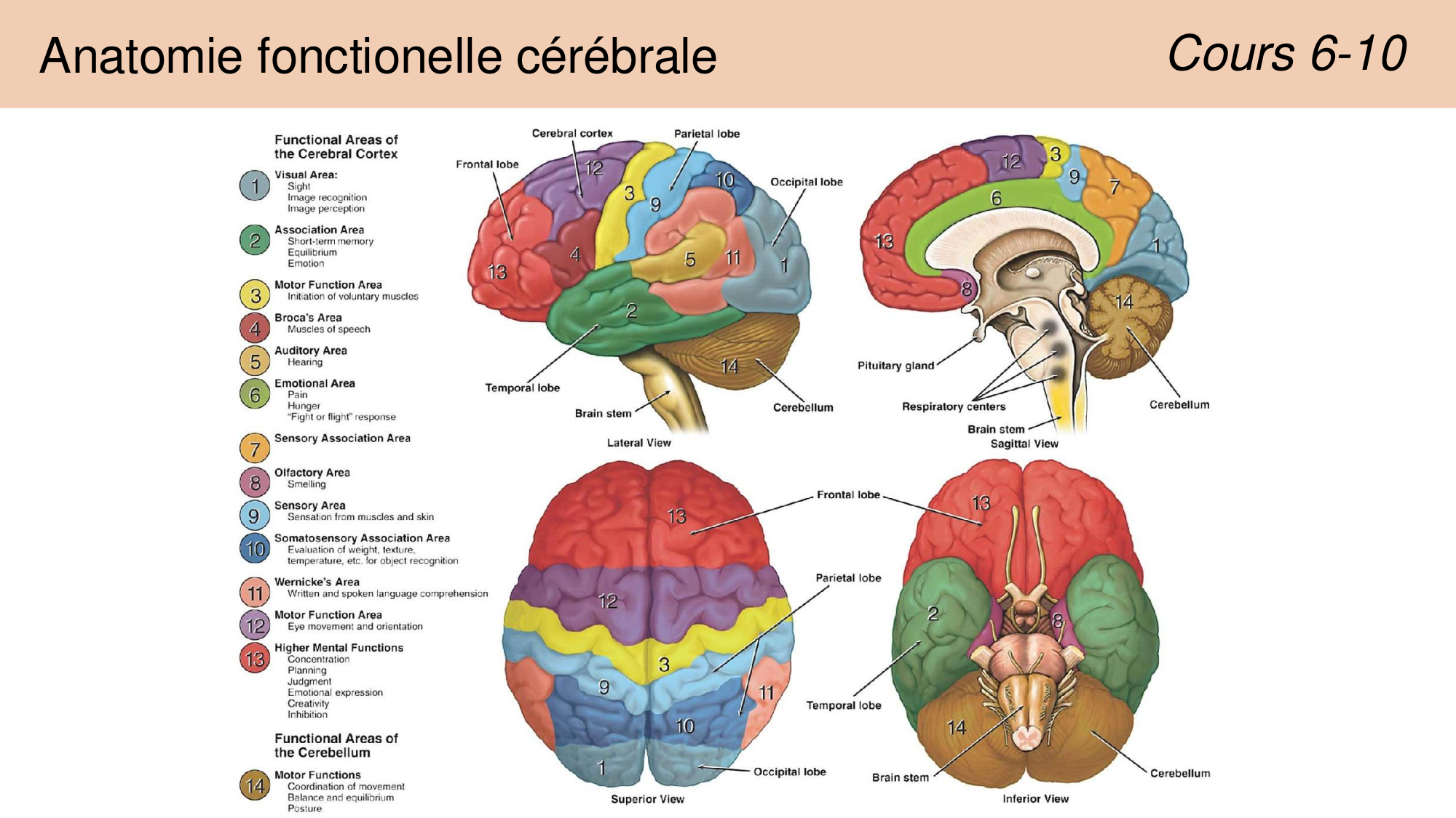 Tissu nerveux I page 15