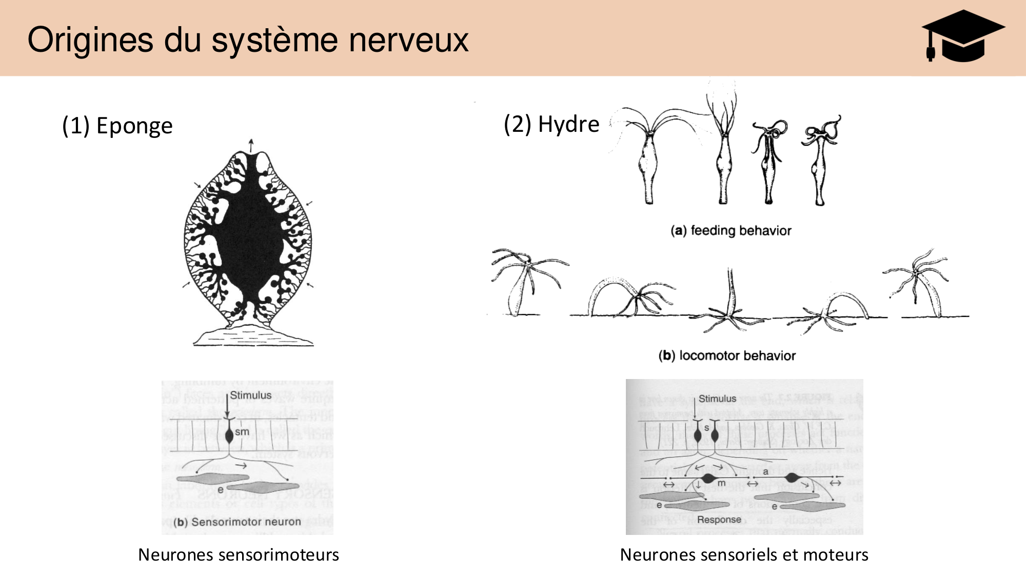 Tissu nerveux I page 20