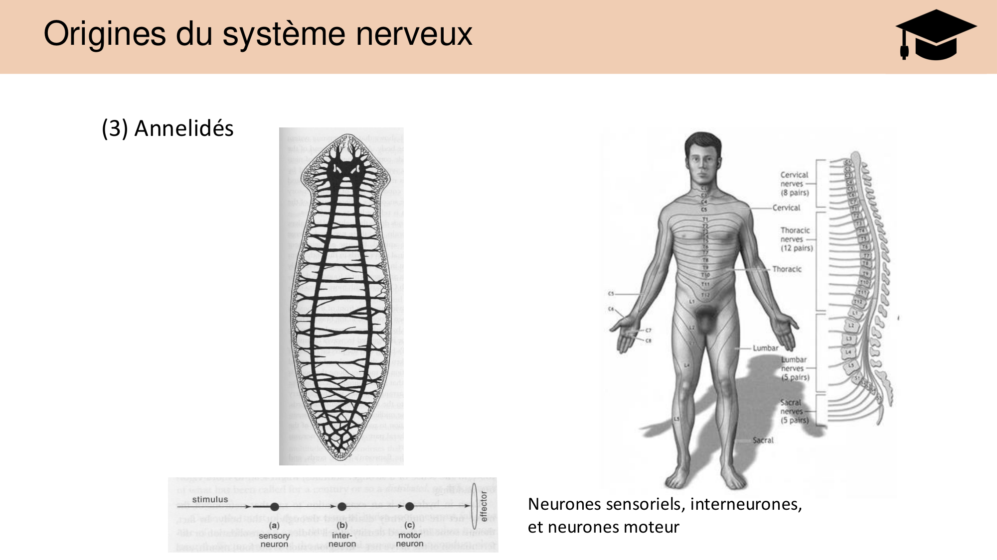 Tissu nerveux I page 21