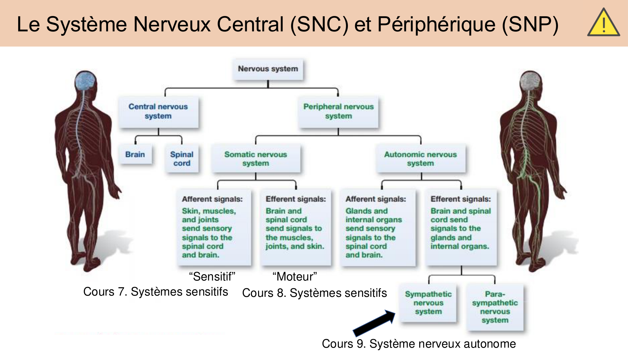 Tissu nerveux I page 23