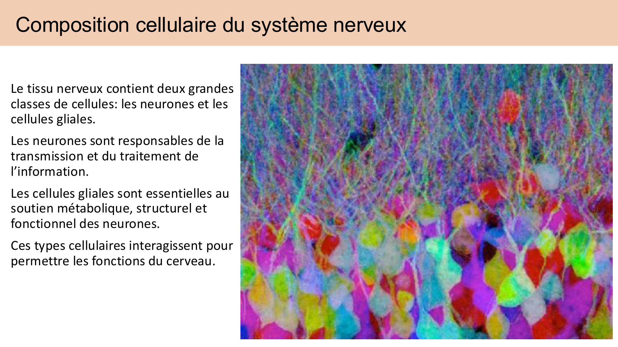 Tissu nerveux I page 25