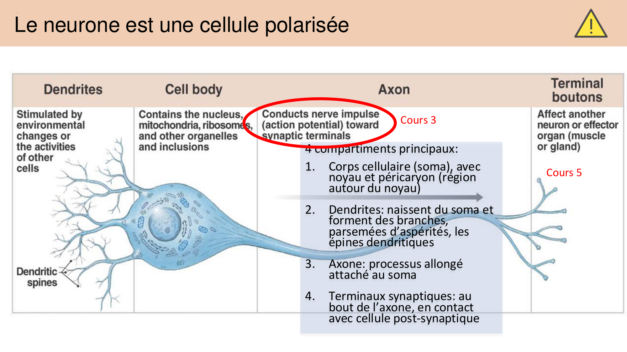 Tissu nerveux I page 28