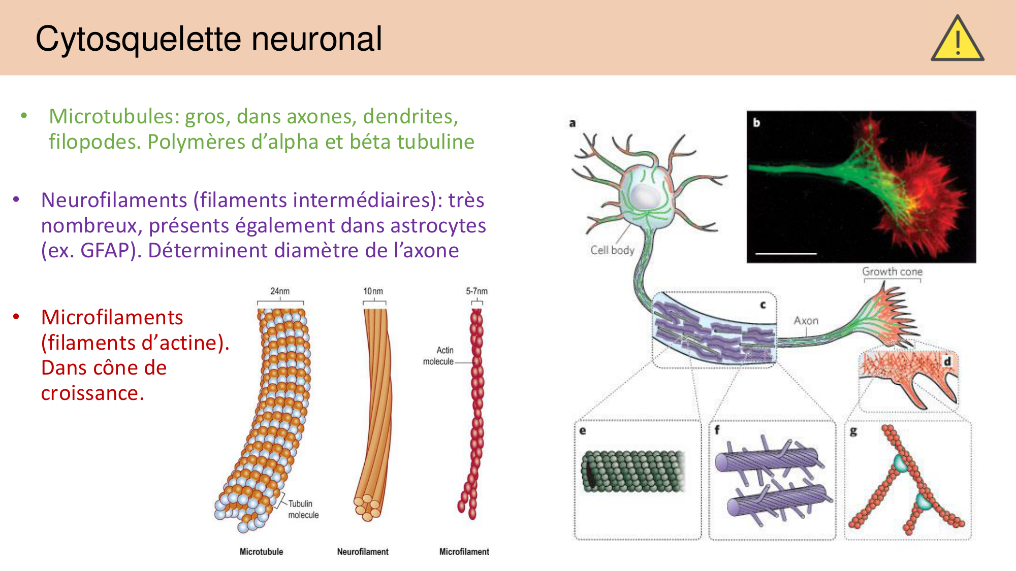 Tissu nerveux I page 33