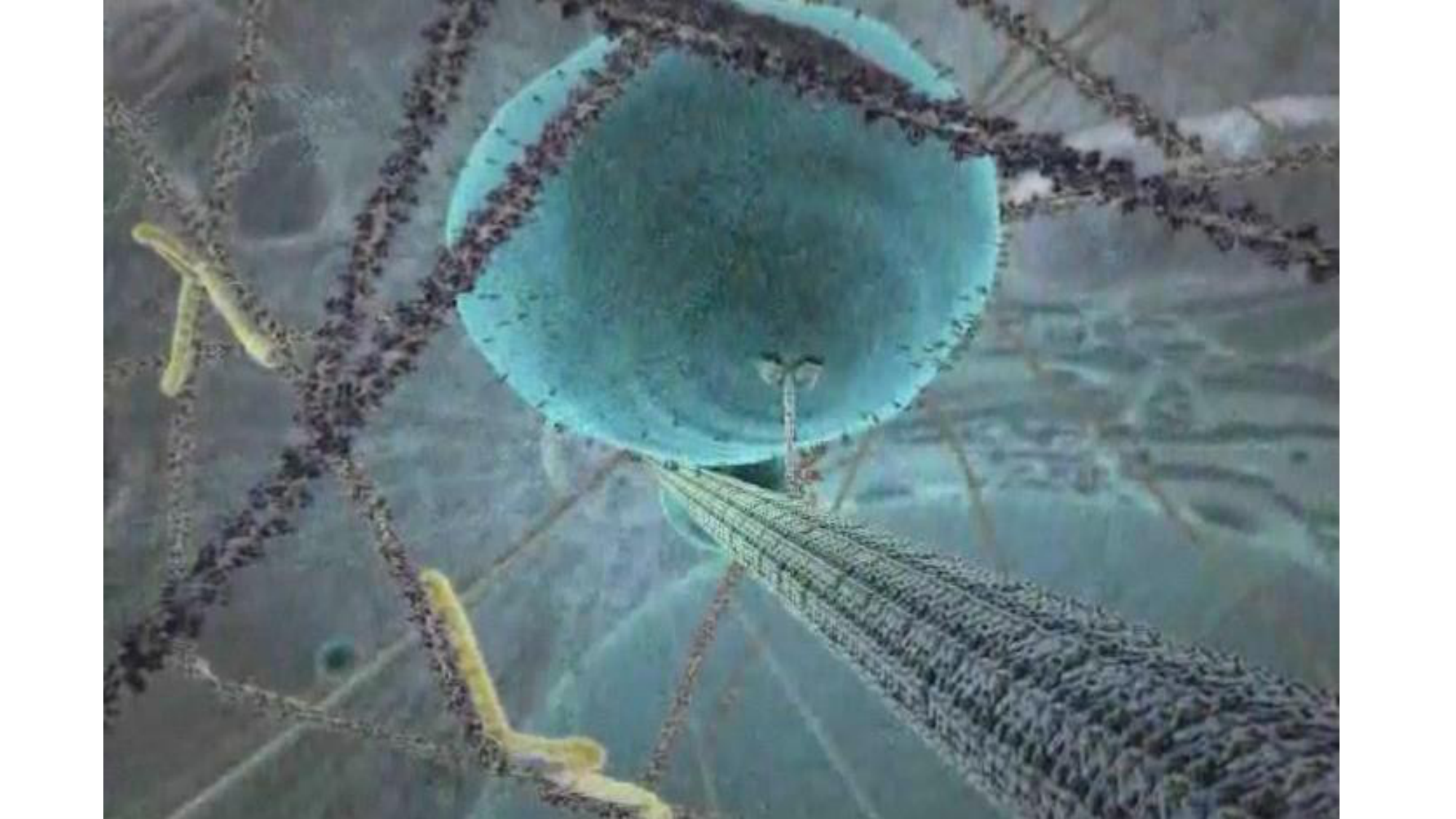 Tissu nerveux I page 35