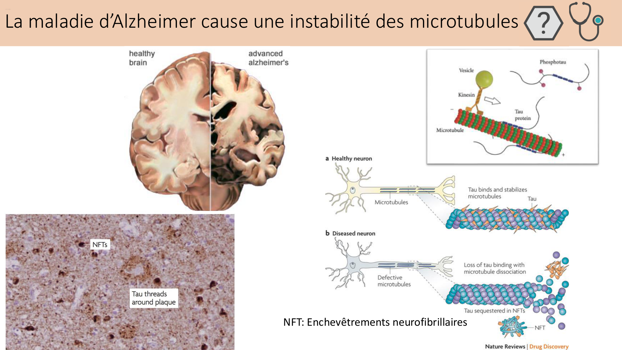 Tissu nerveux I page 36