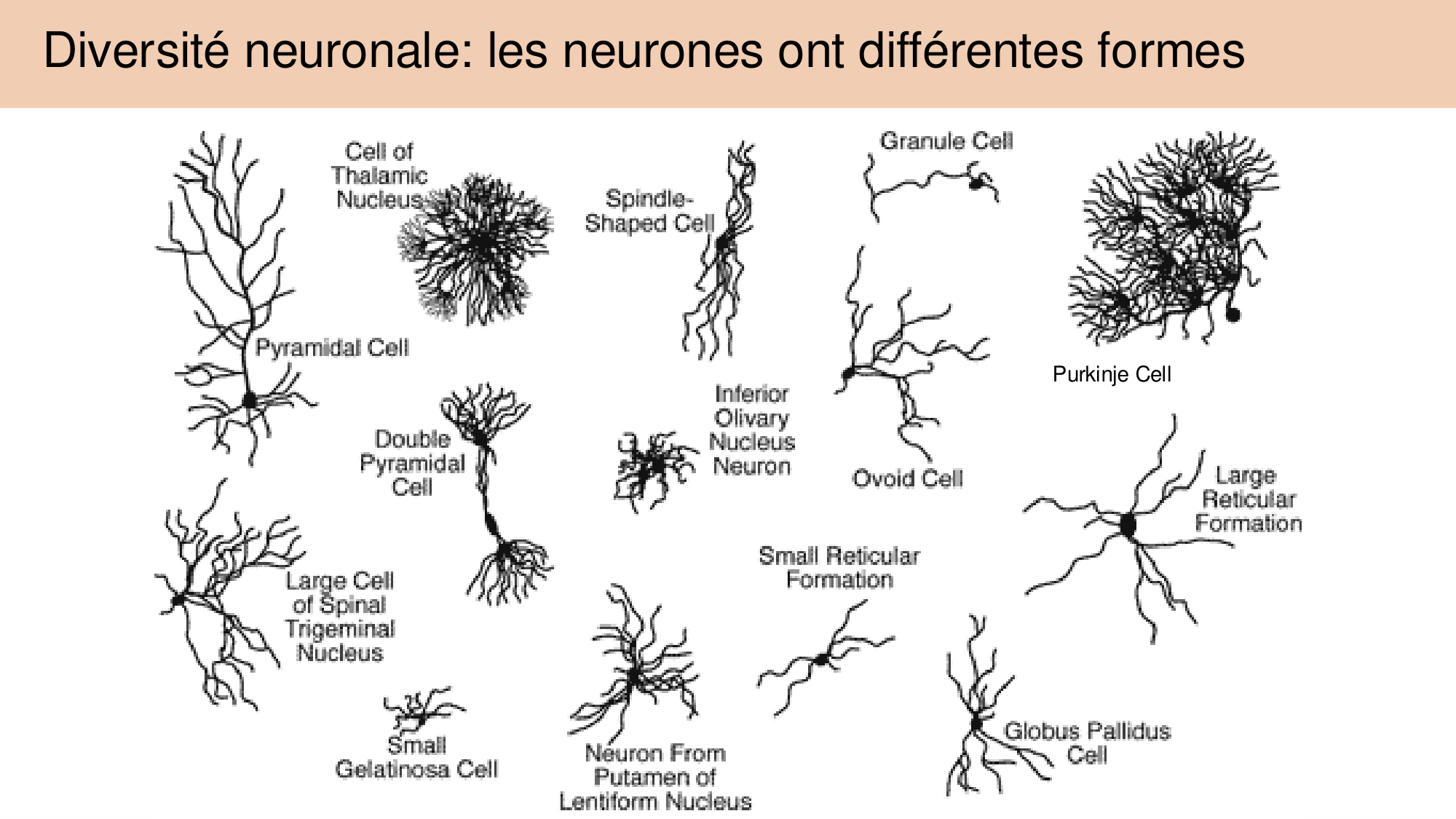 Tissu nerveux I page 38