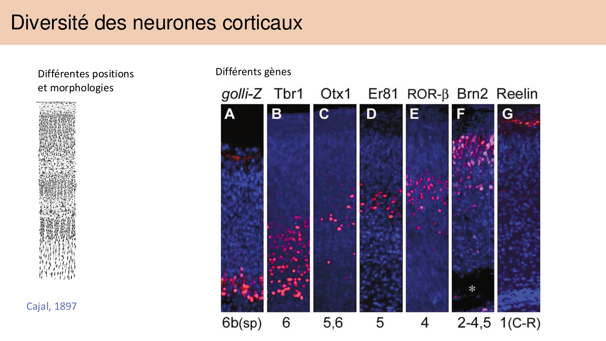Tissu nerveux I page 40