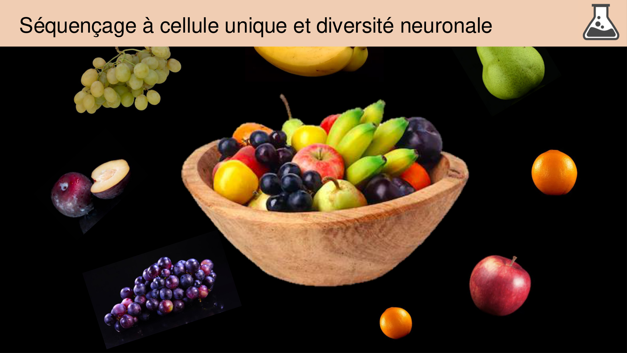 Tissu nerveux I page 42