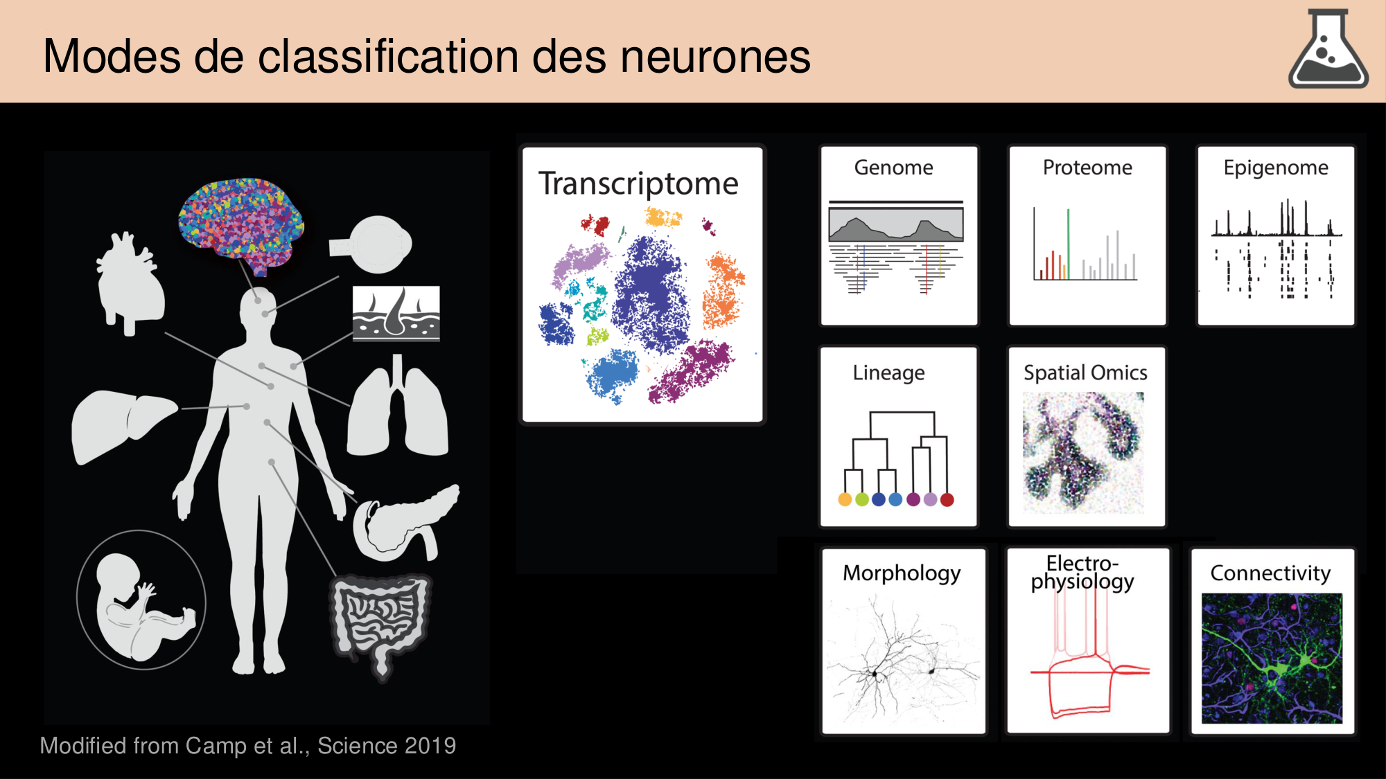 Tissu nerveux I page 43