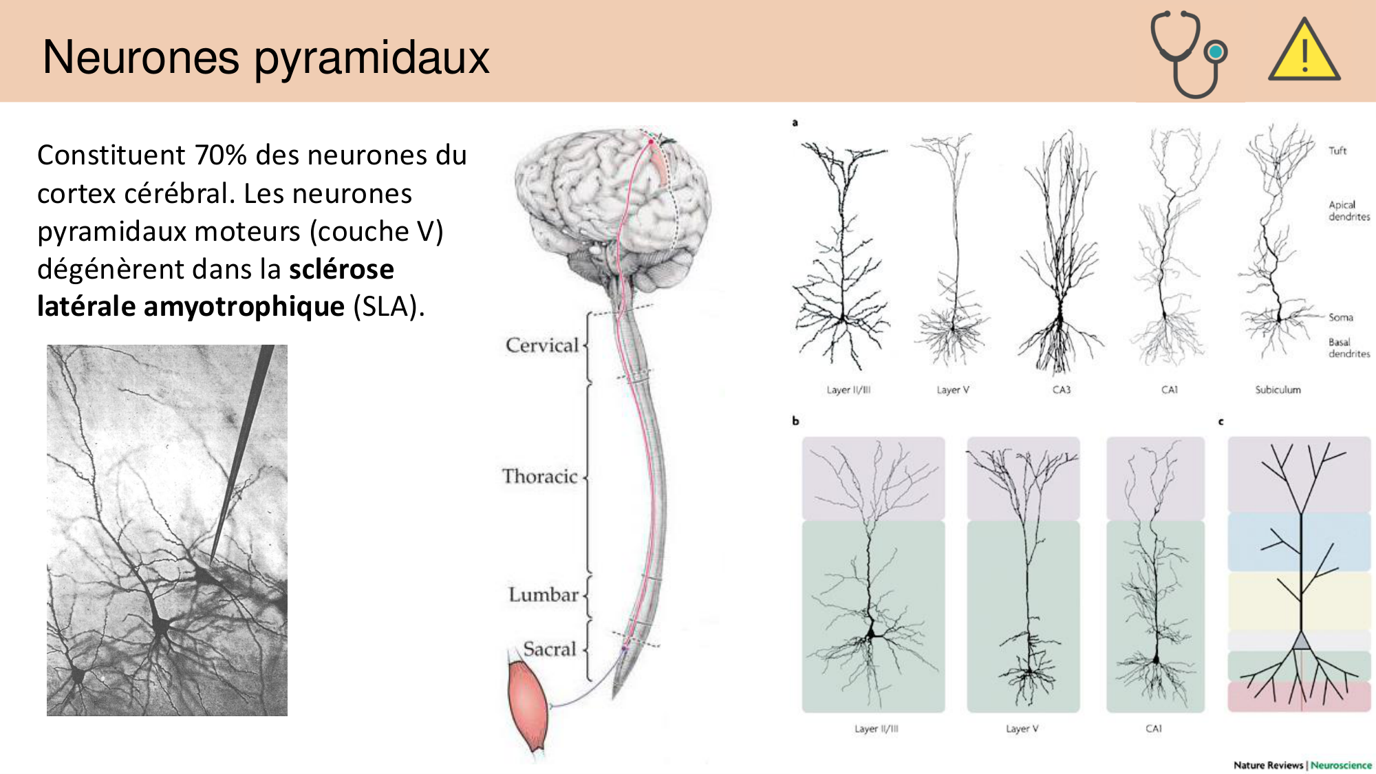Tissu nerveux I page 46