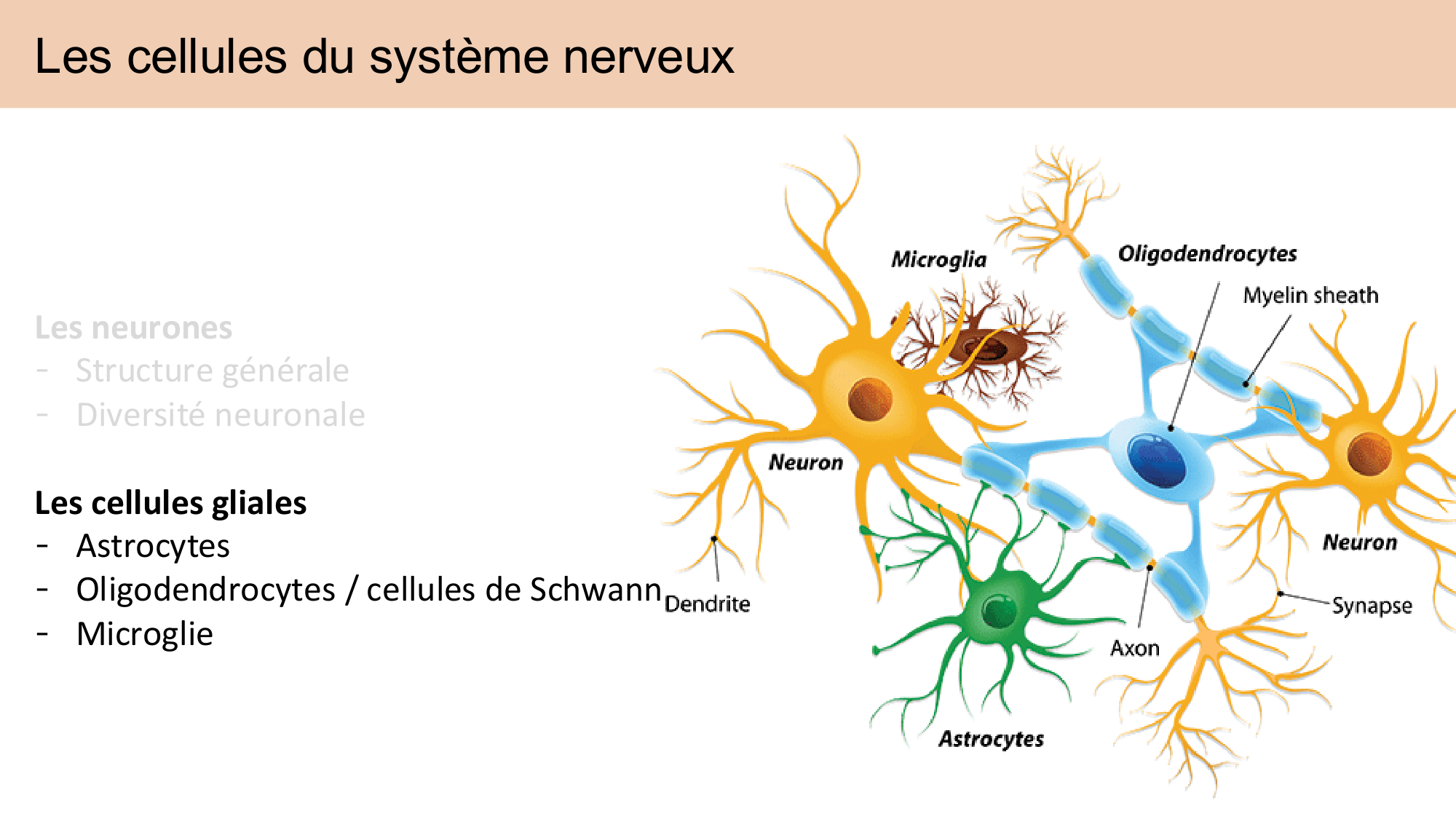 Tissu nerveux I page 47
