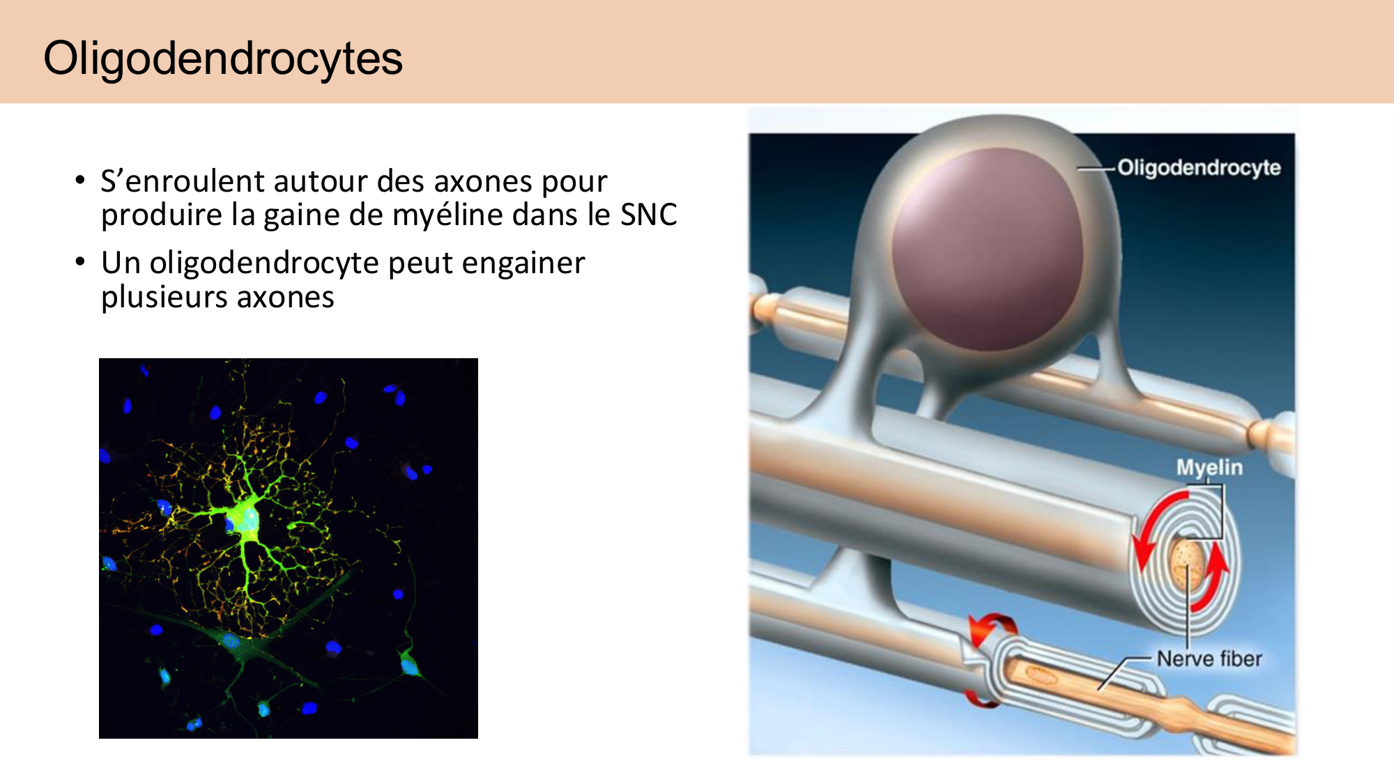 Tissu nerveux I page 50
