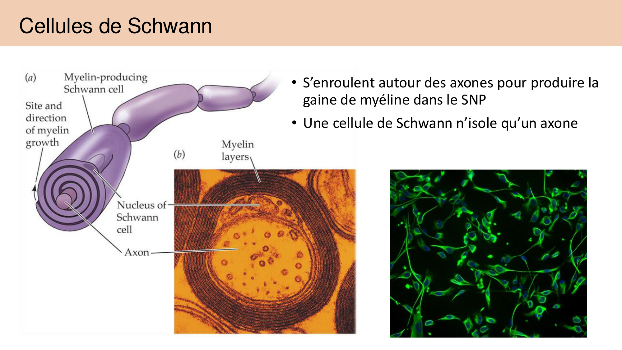 Tissu nerveux I page 51