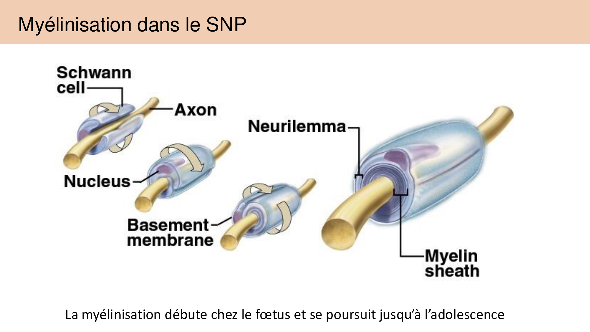 Tissu nerveux I page 52