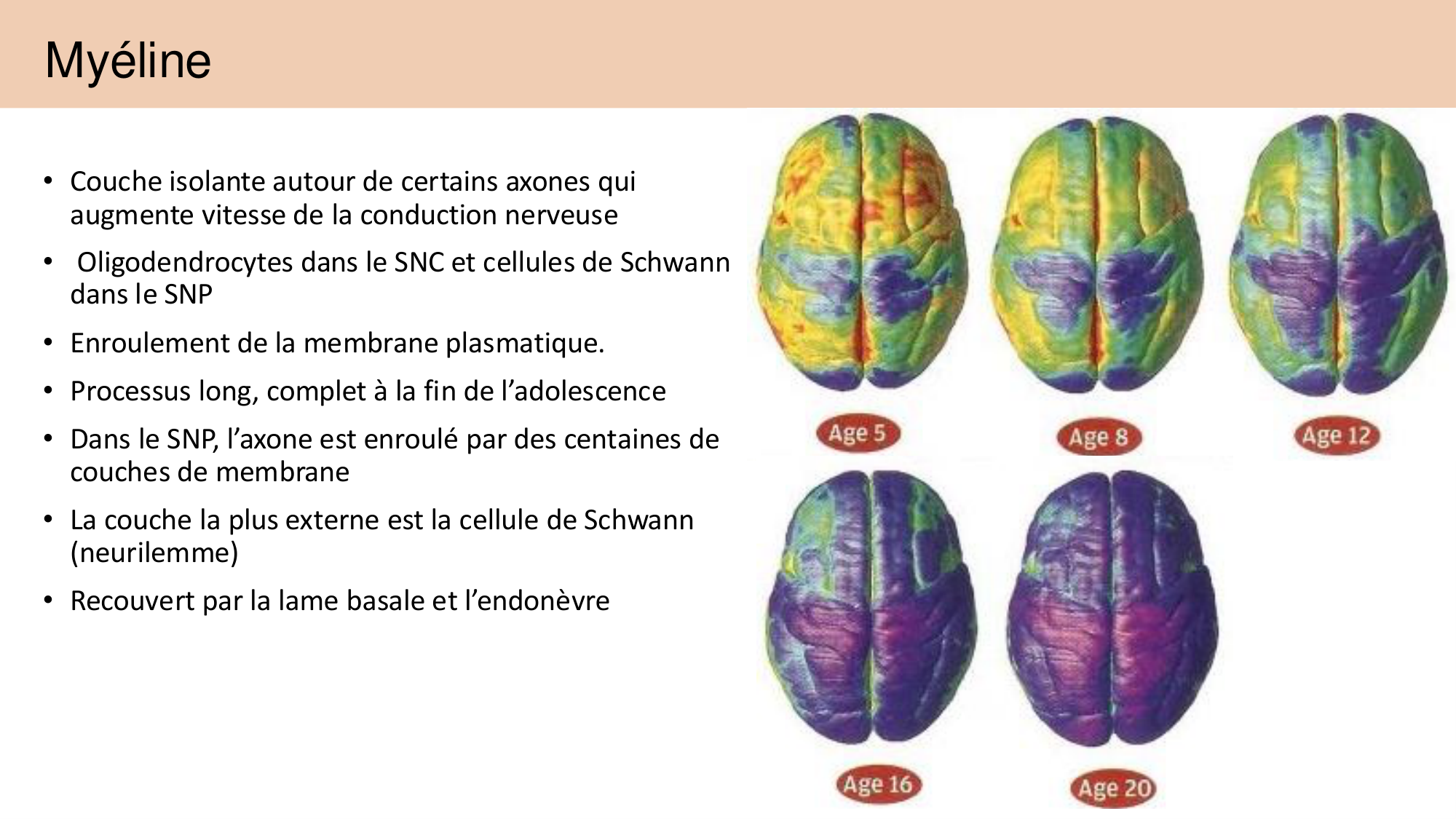 Tissu nerveux I page 53