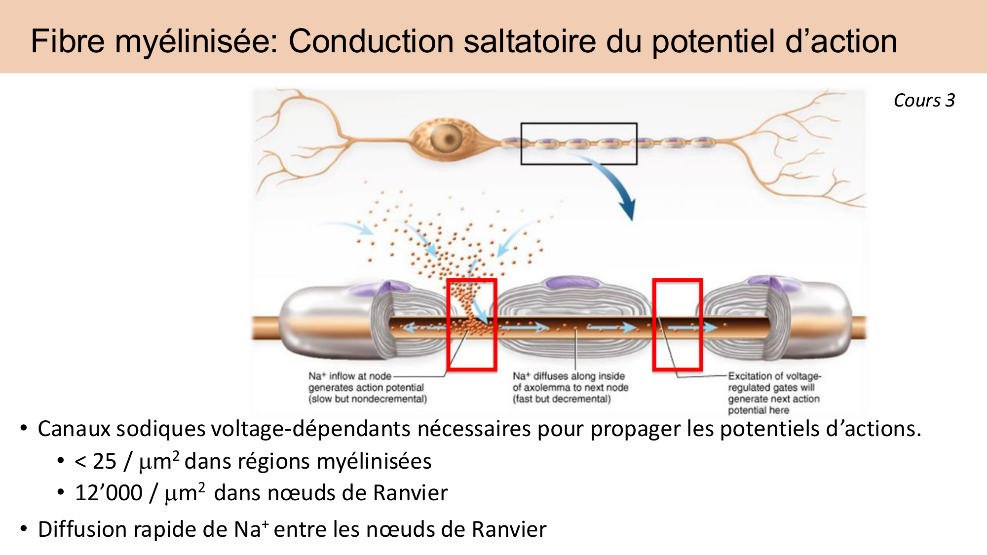 Tissu nerveux I page 55