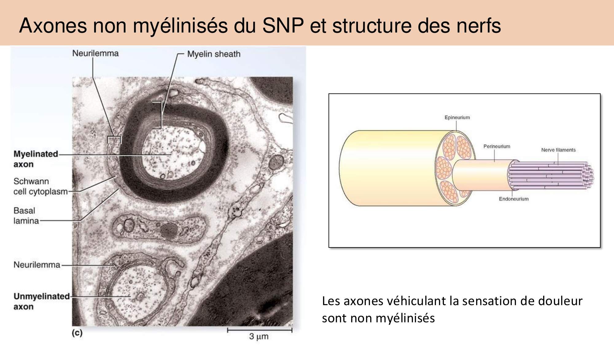Tissu nerveux I page 56