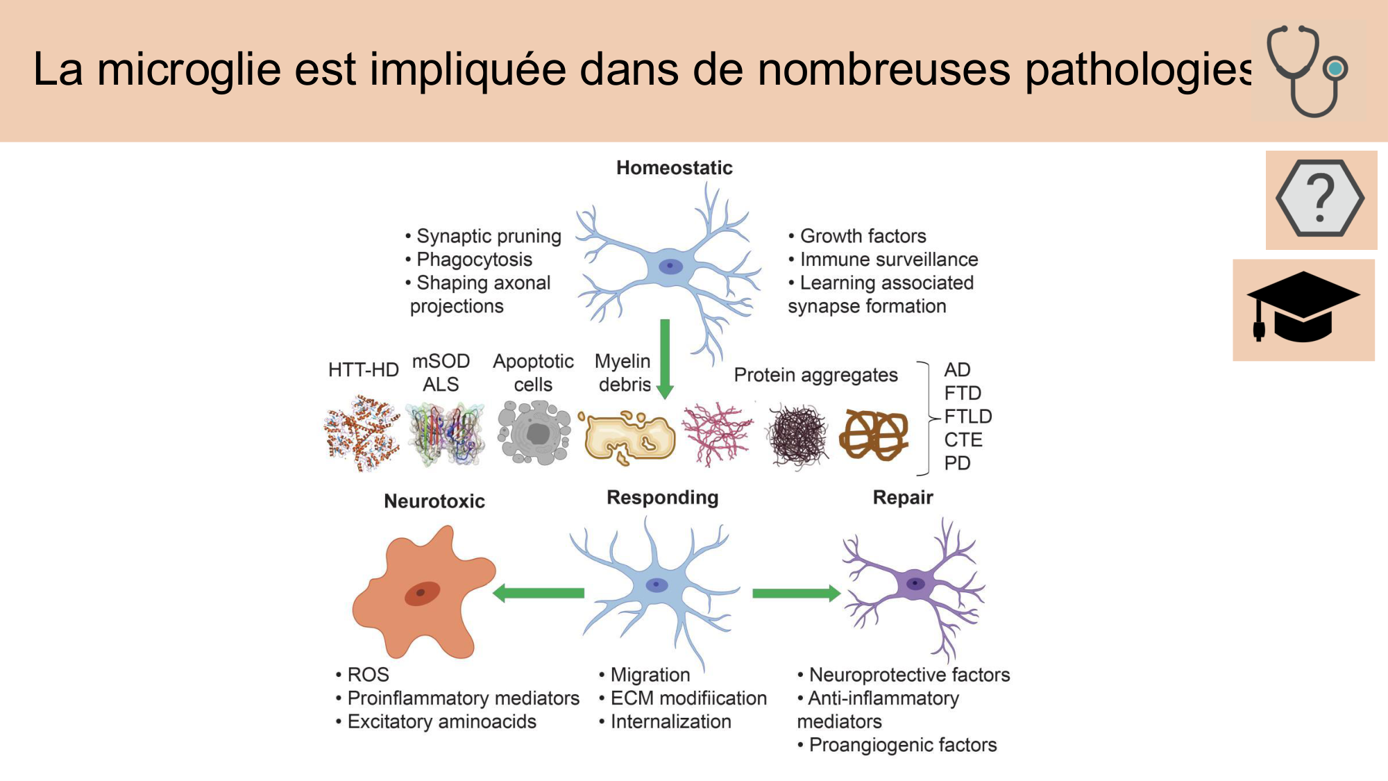 Tissu nerveux I page 58