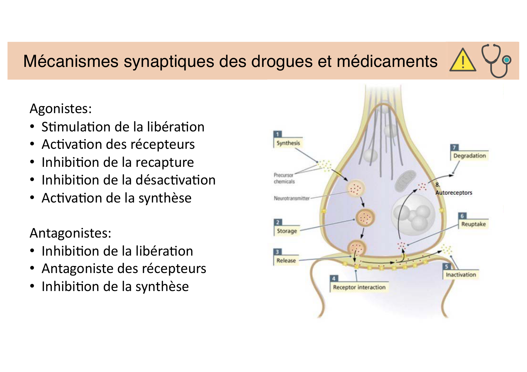 Tissu nerveux II page 6