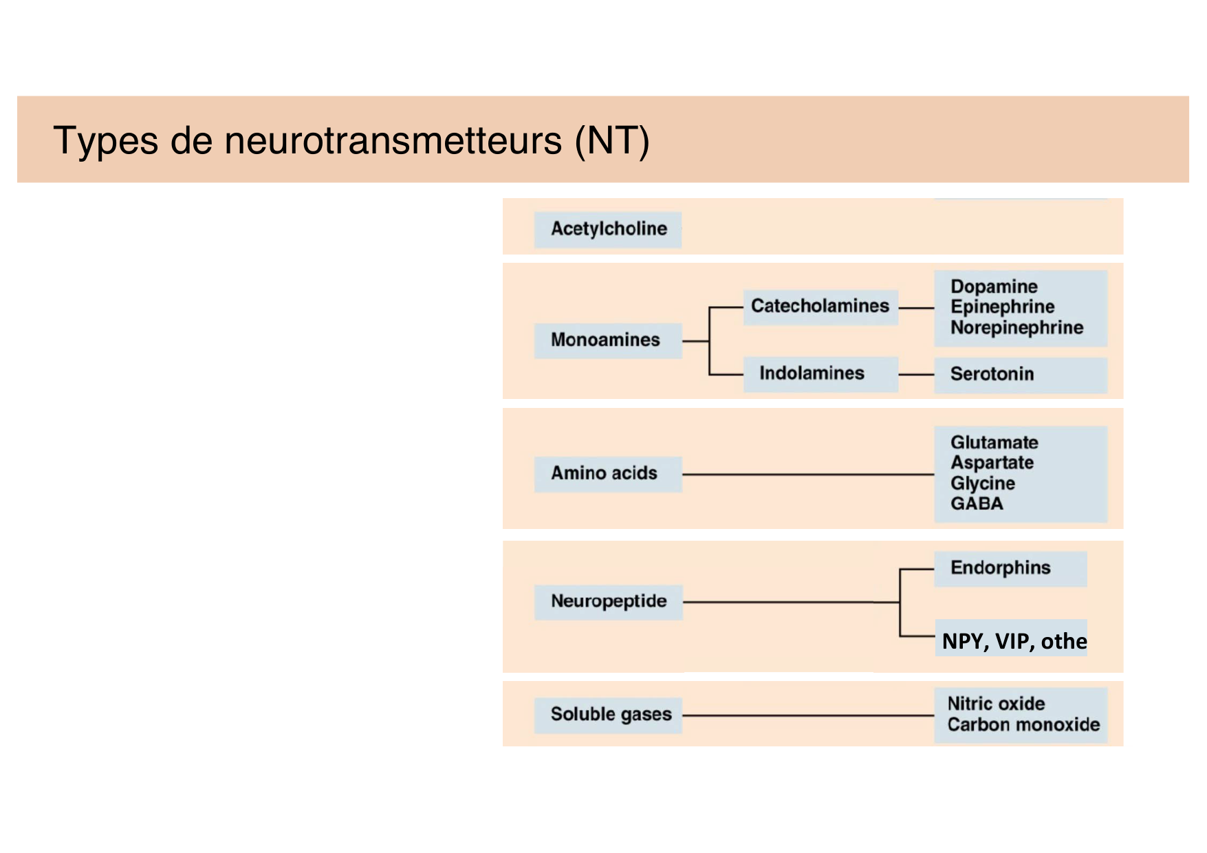 Tissu nerveux II page 8