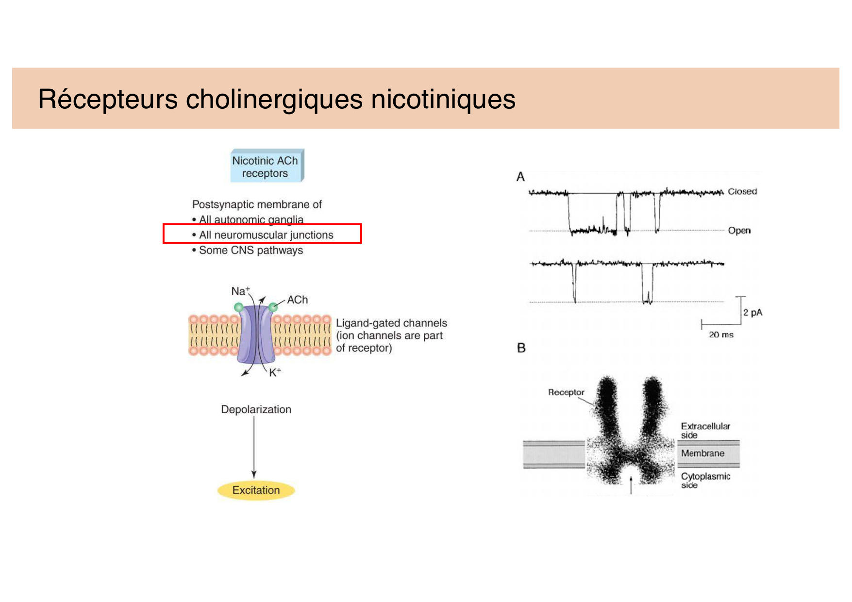 Tissu nerveux II page 10