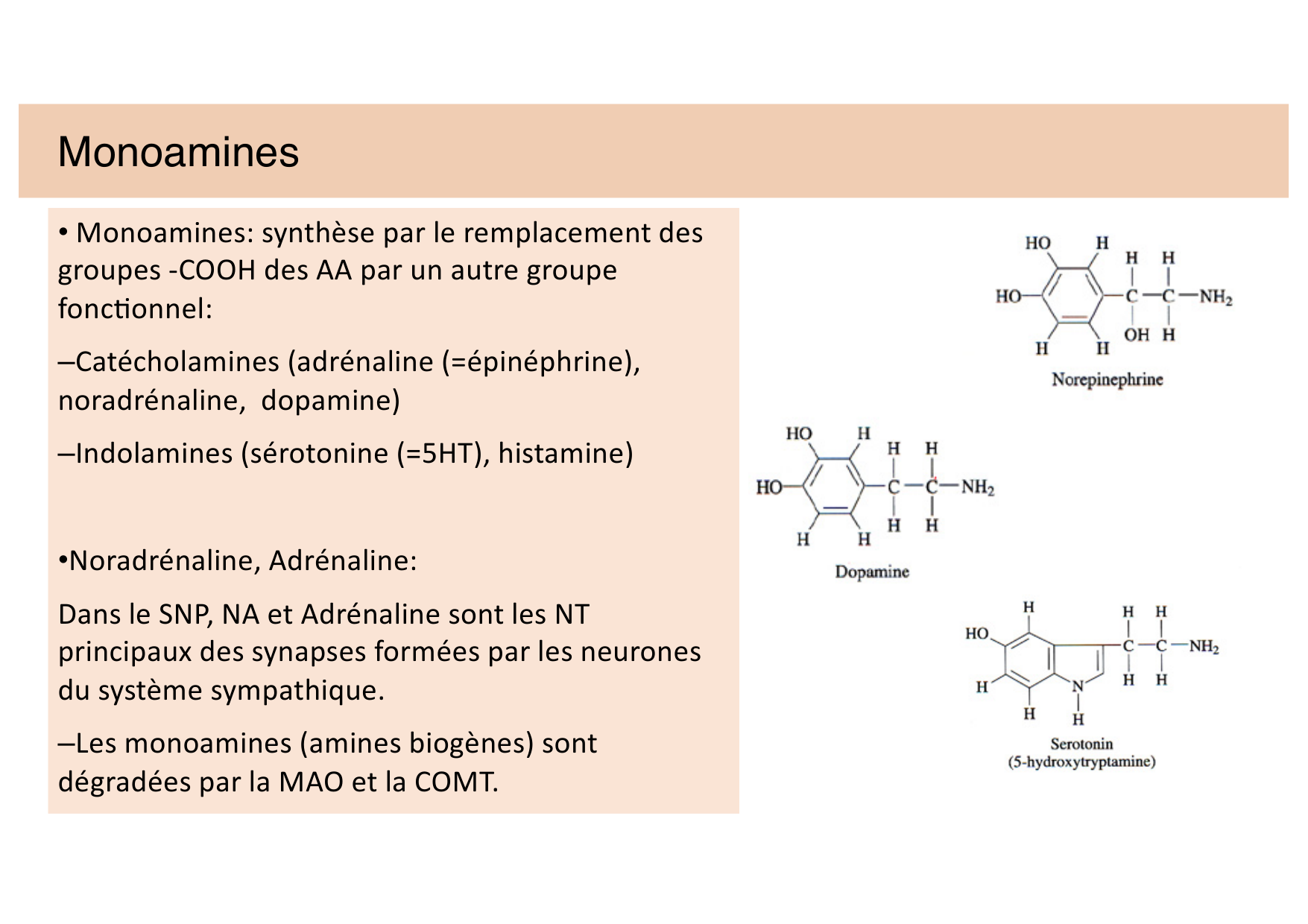 Tissu nerveux II page 17