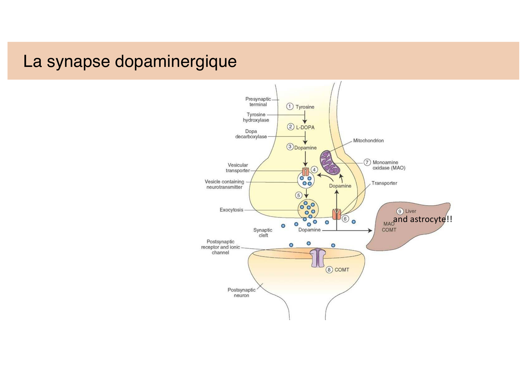 Tissu nerveux II page 19