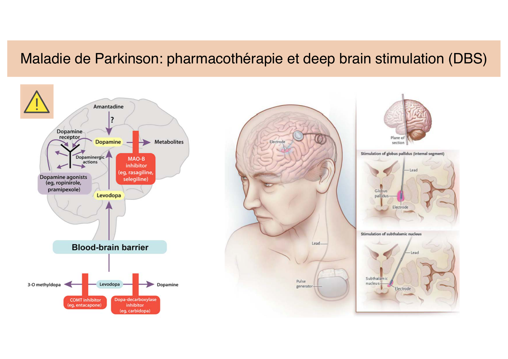 Tissu nerveux II page 21