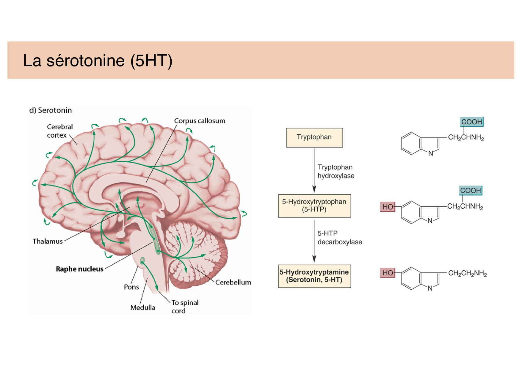 Tissu nerveux II page 24