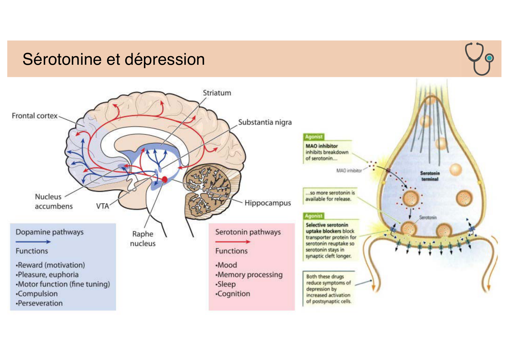 Tissu nerveux II page 25