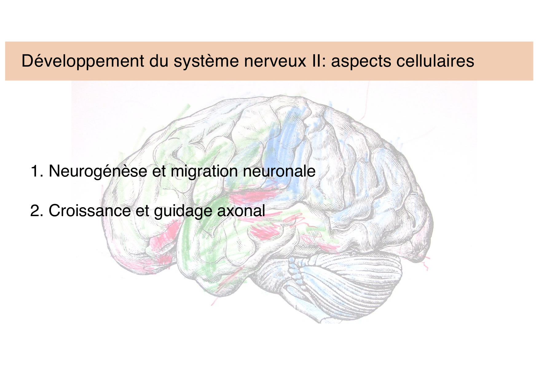 Tissu nerveux III page 1