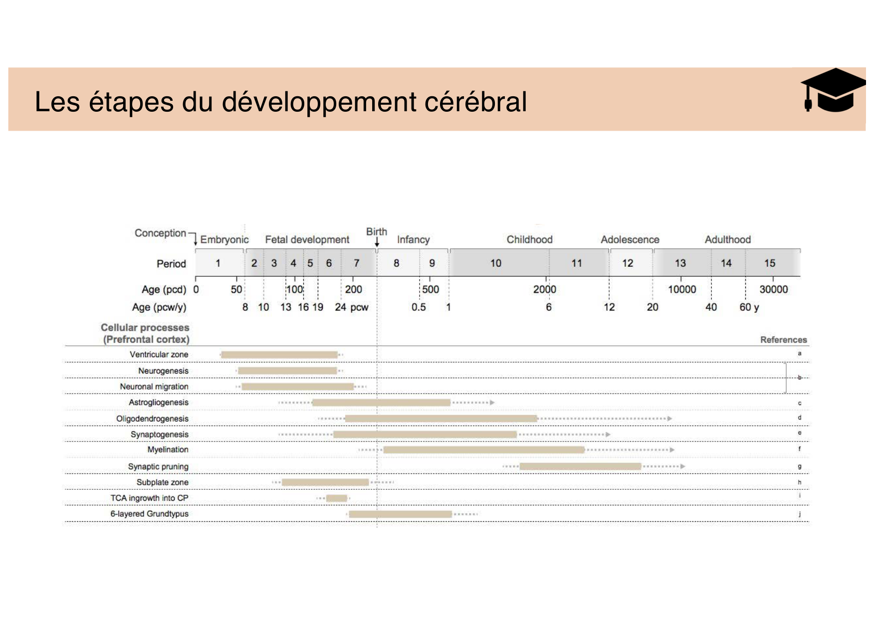 Tissu nerveux III page 2