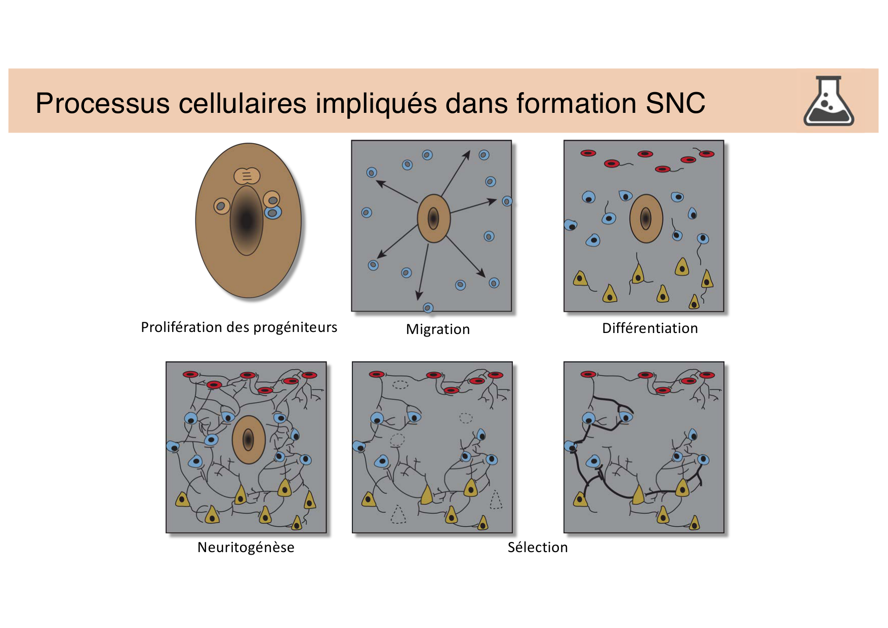 Tissu nerveux III page 4