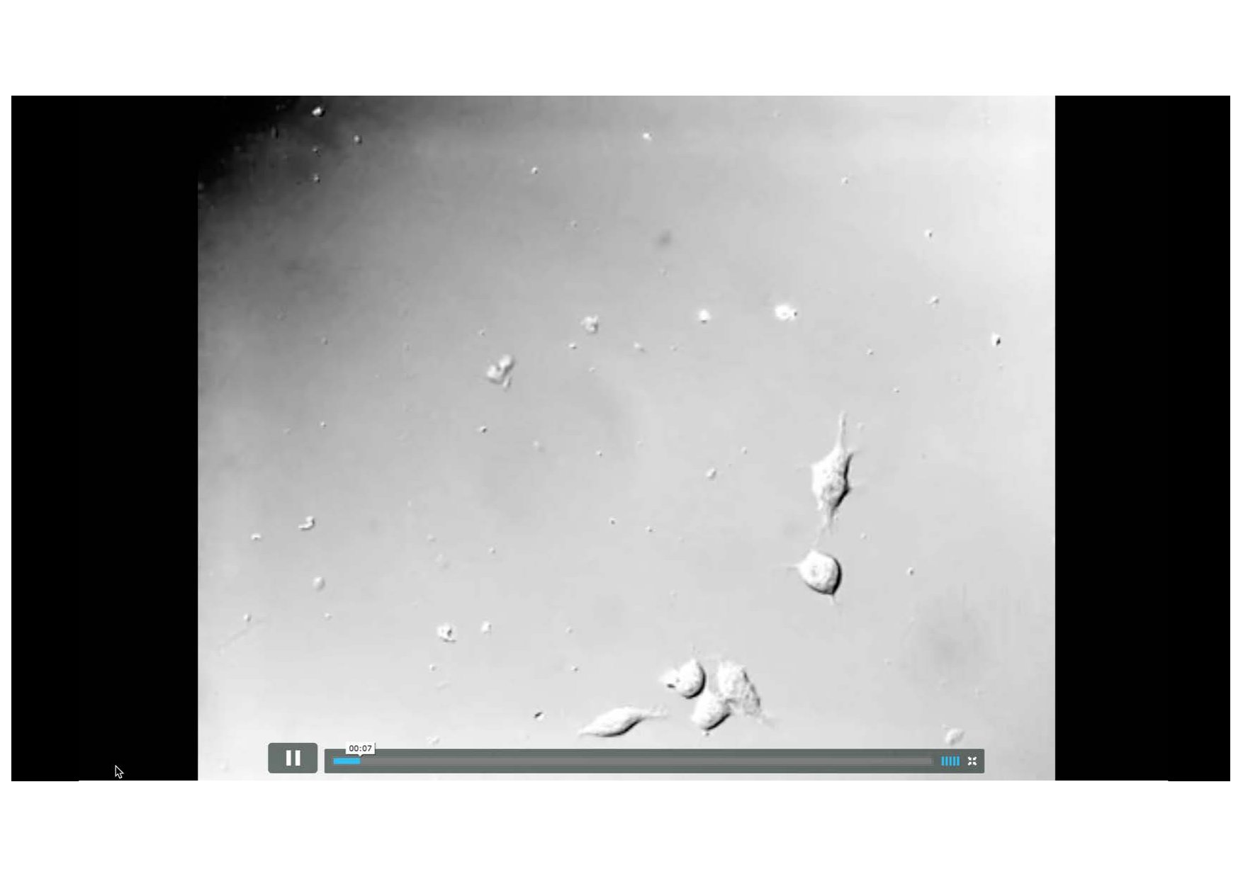 Tissu nerveux III page 5