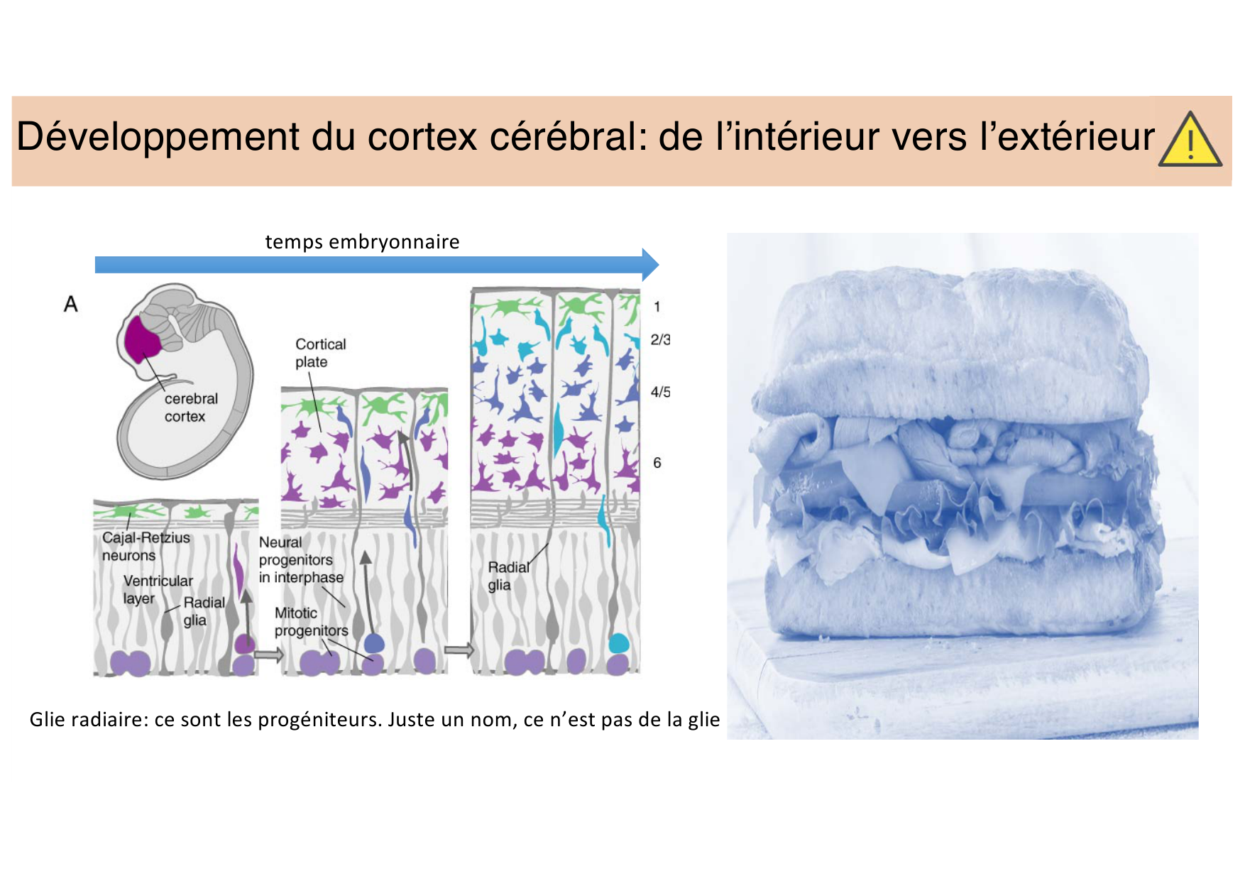Tissu nerveux III page 6