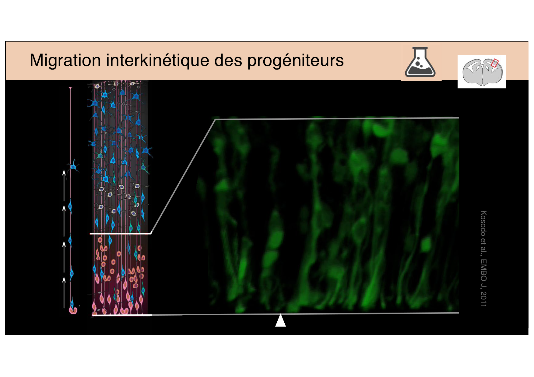 Tissu nerveux III page 7