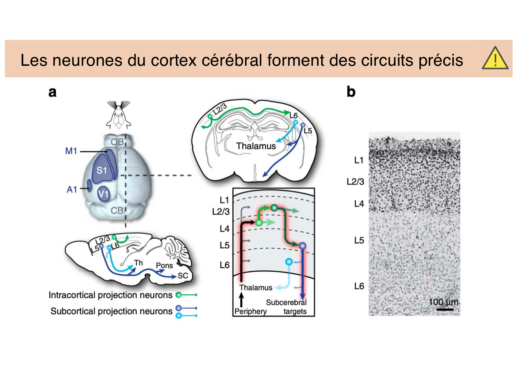 Tissu nerveux III page 9