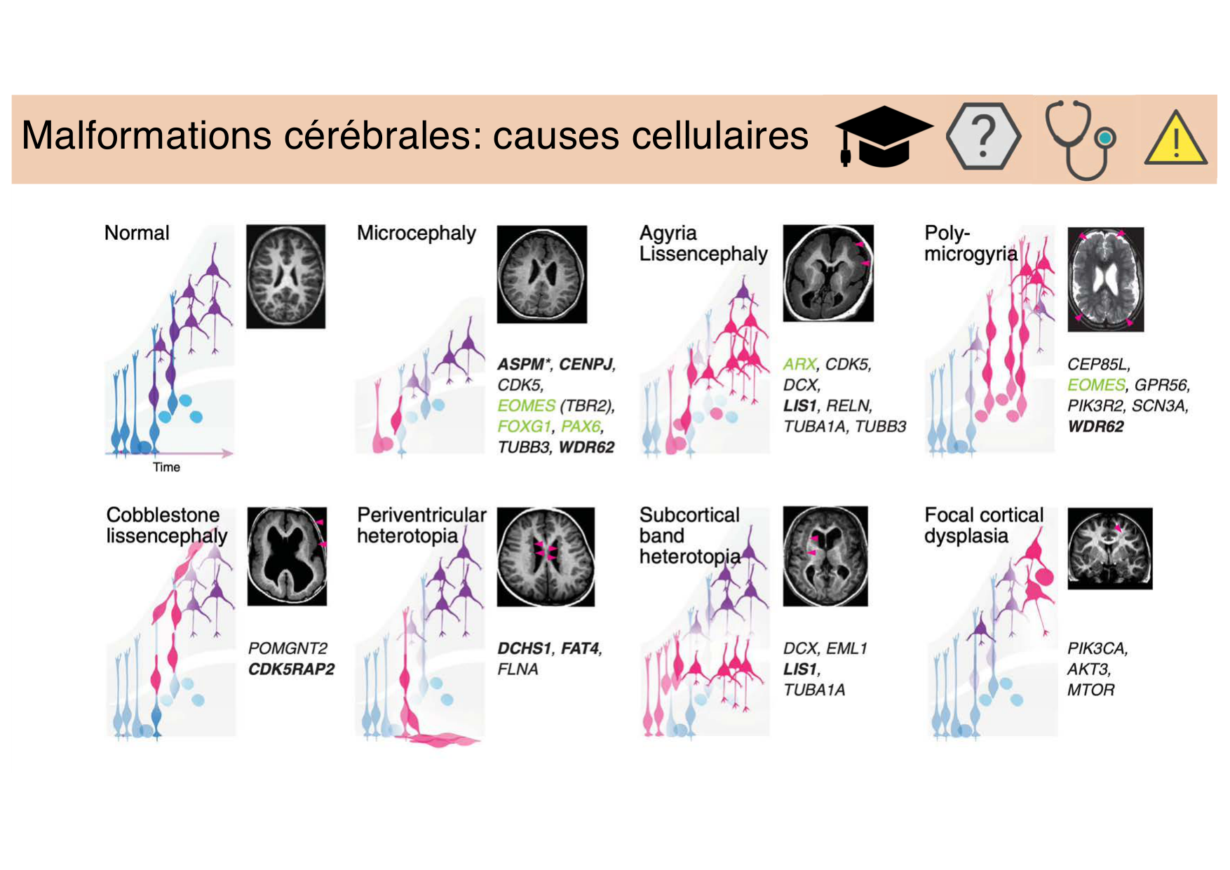 Tissu nerveux III page 11