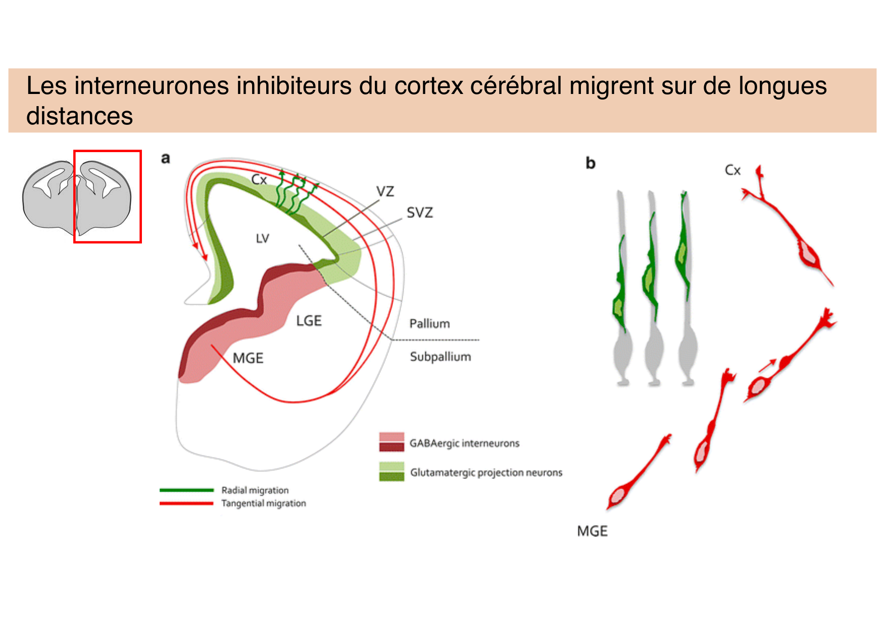 Tissu nerveux III page 12