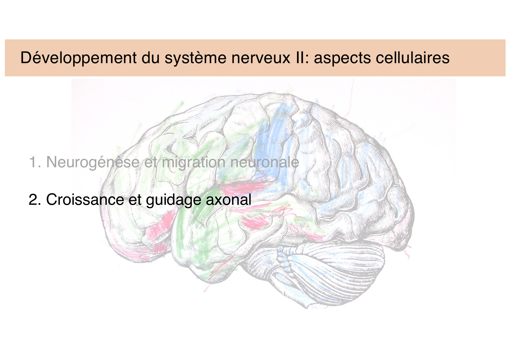 Tissu nerveux III page 14