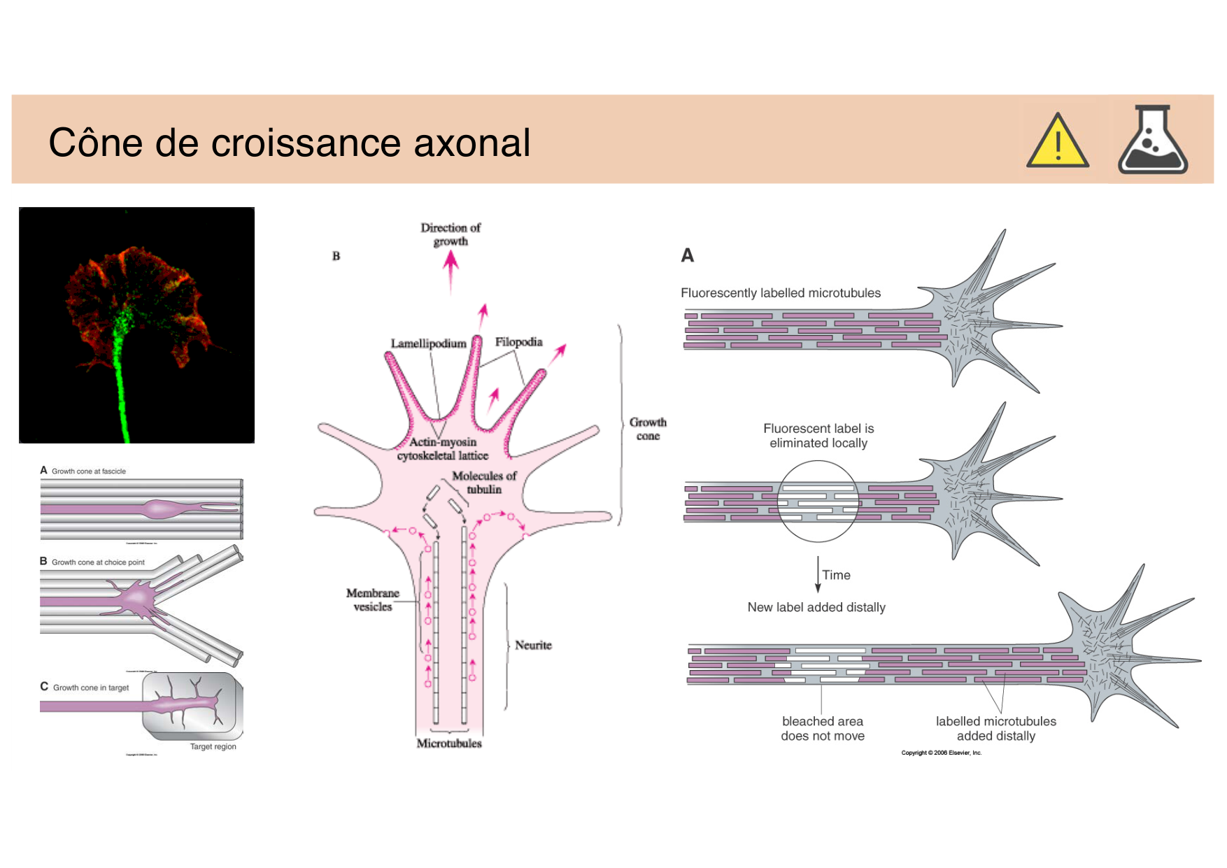 Tissu nerveux III page 16