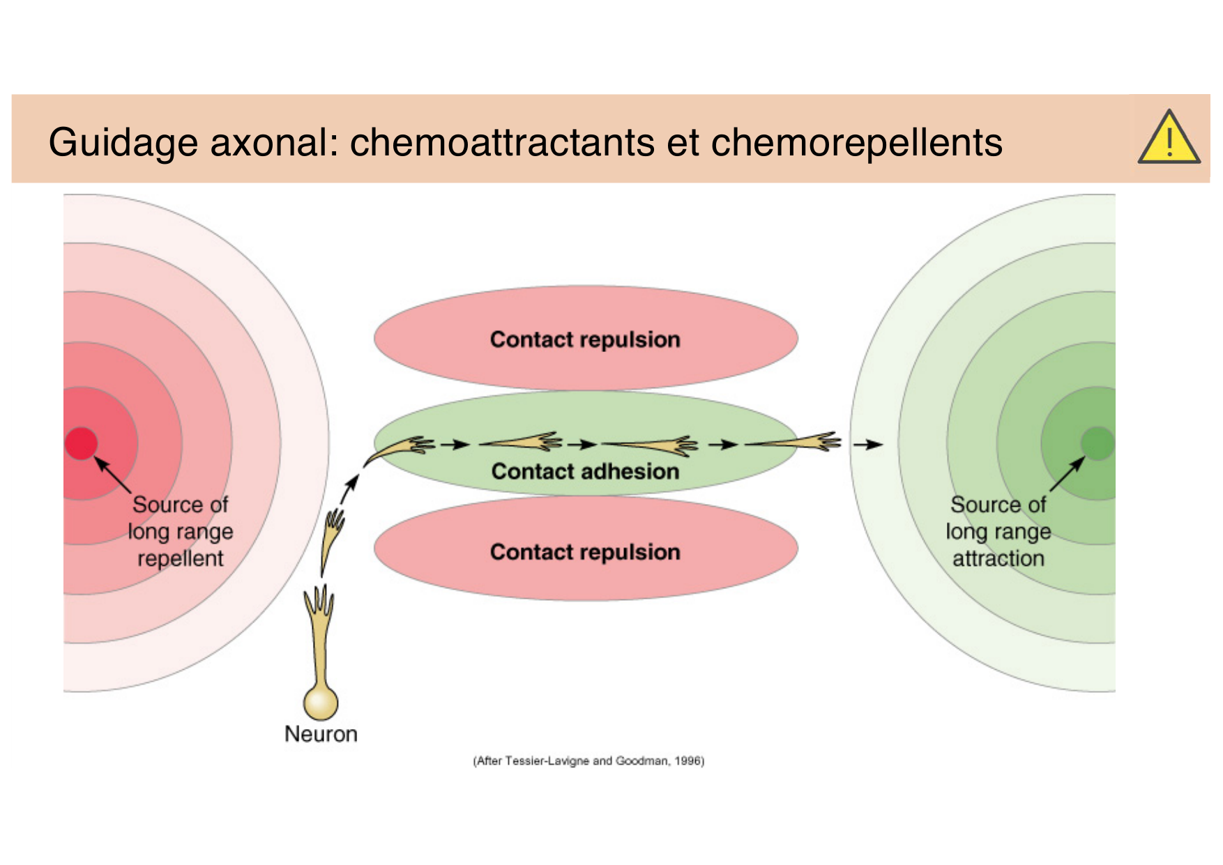 Tissu nerveux III page 17