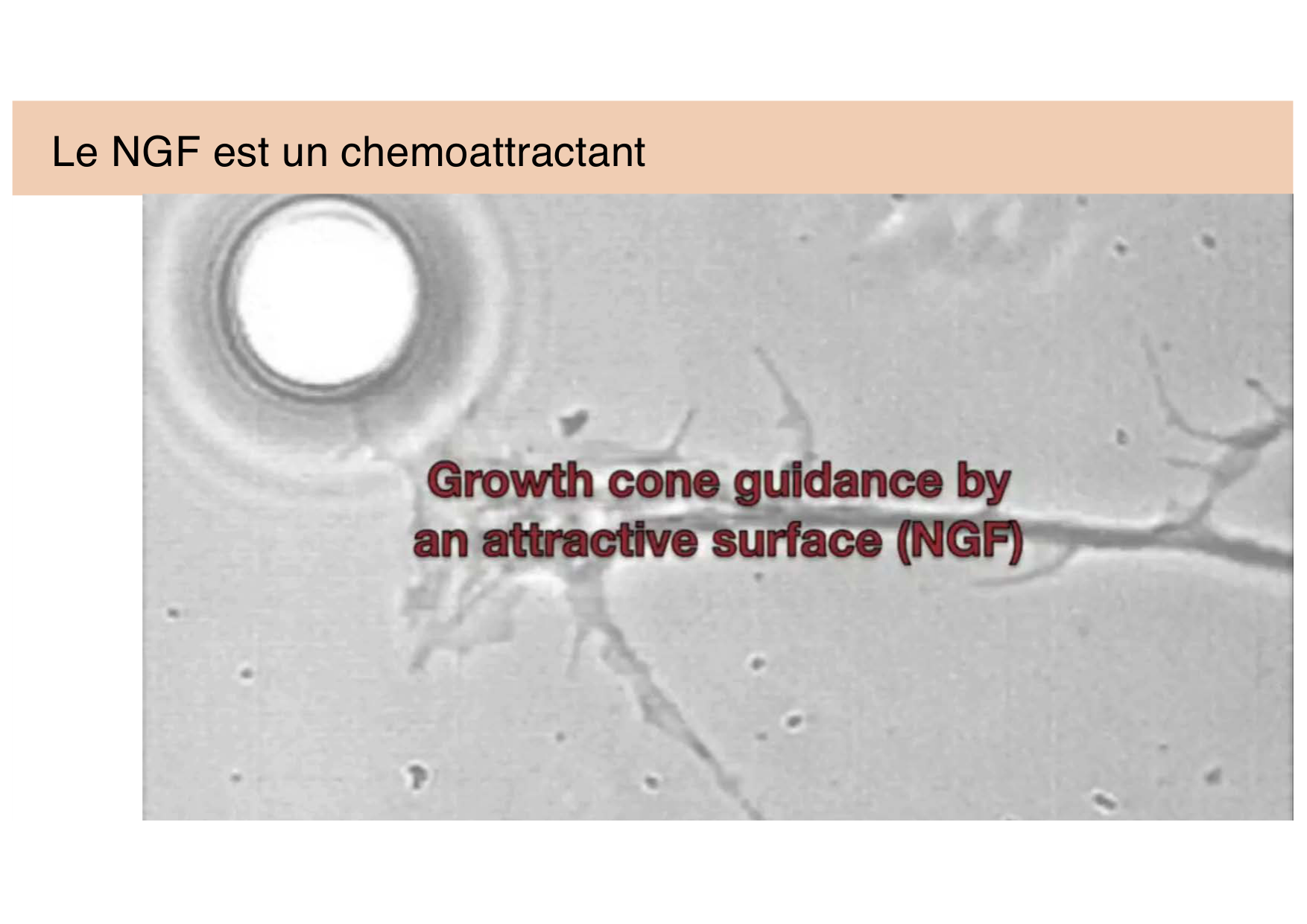 Tissu nerveux III page 21