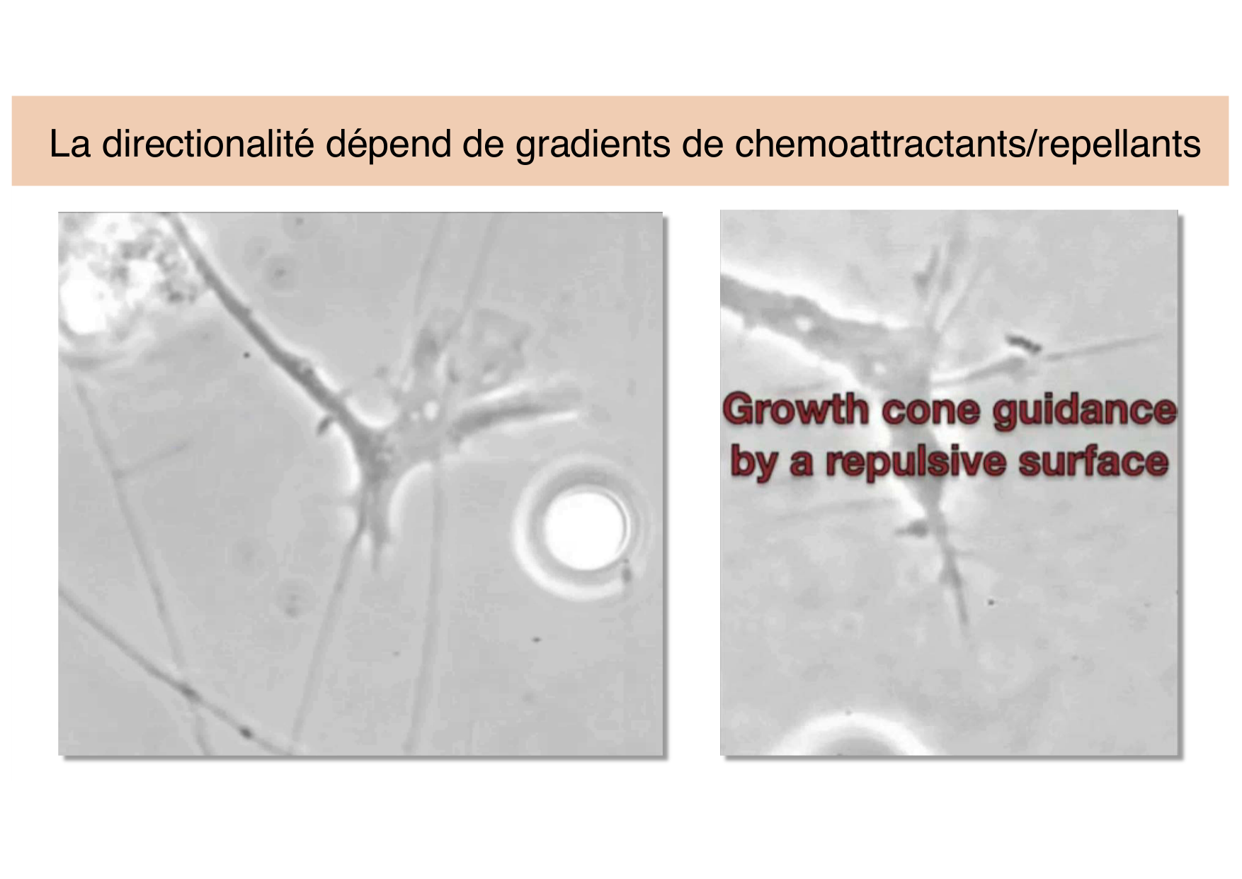 Tissu nerveux III page 23
