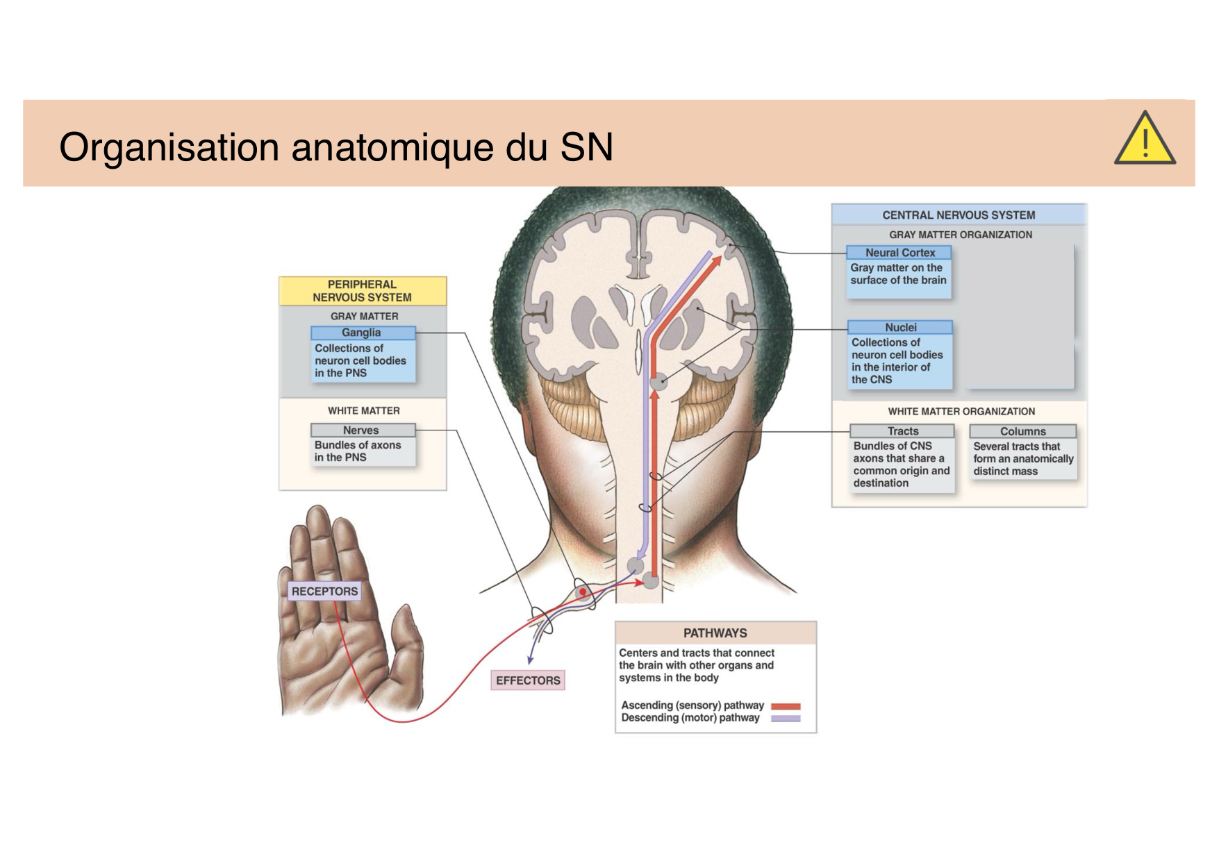 Tissu nerveux IV — moteur et sensitif page 4