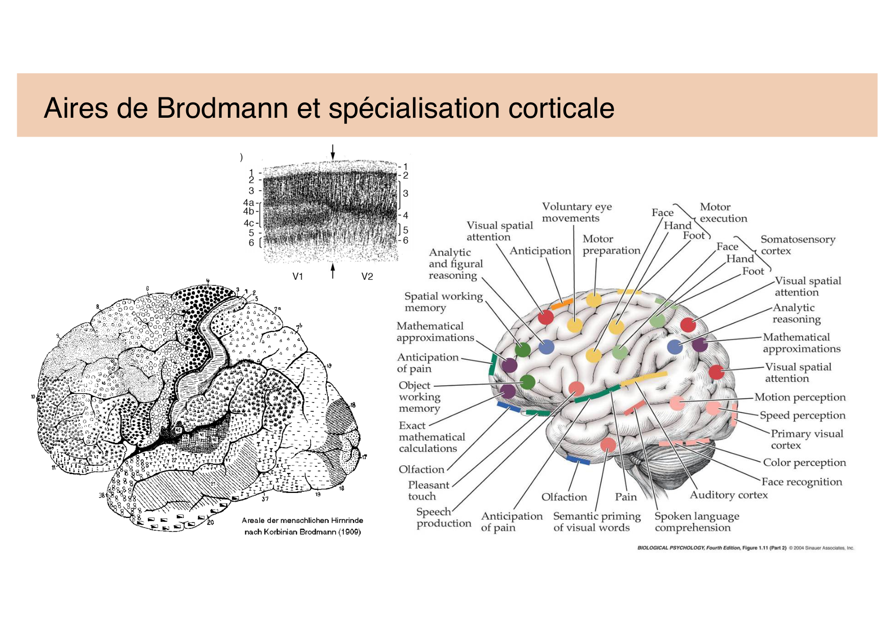 Tissu nerveux IV — moteur et sensitif page 7