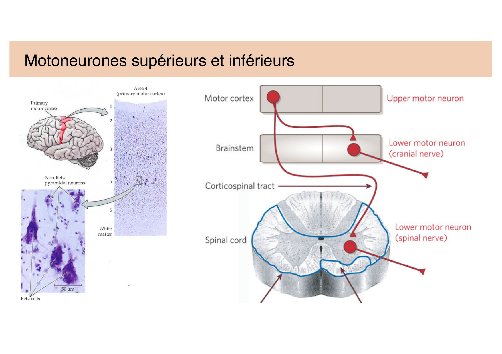 Tissu nerveux IV — moteur et sensitif page 12